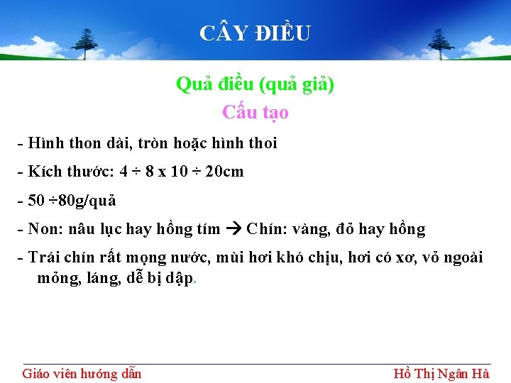 C Y ĐIỀU Quả điều (quả giả) Cấu tạo - Hình thon dài, tròn