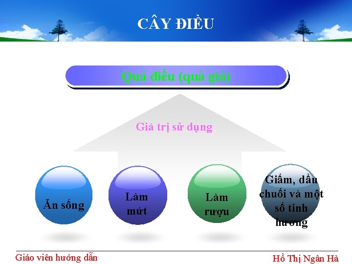 C Y ĐIỀU Quả điều (quả giả) Giá trị sử dụng Ăn sống Giáo