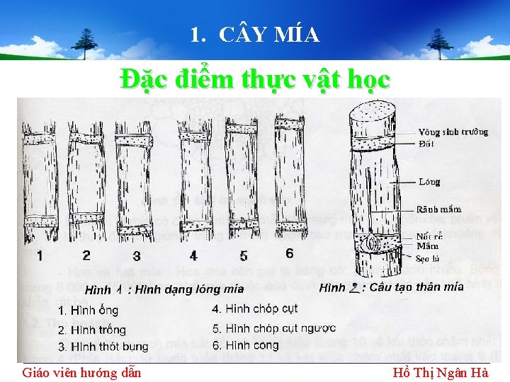 1. C Y MÍA Đặc điểm thực vật học Giáo viên hướng dẫn Hồ