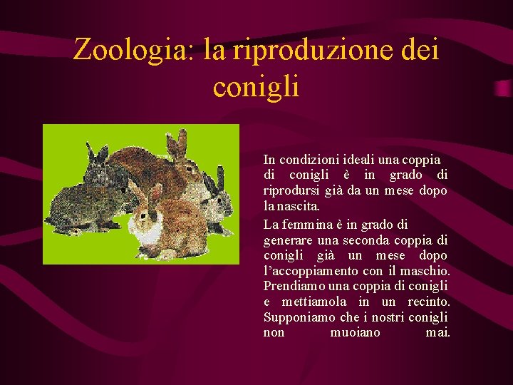 Zoologia: la riproduzione dei conigli In condizioni ideali una coppia di conigli è in