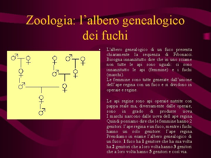 Zoologia: l’albero genealogico dei fuchi • • L'albero genealogico di un fuco presenta chiaramente