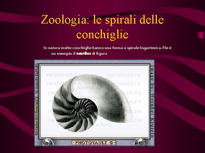 Zoologia: le spirali delle conchiglie In natura molte conchiglie hanno una forma a spirale