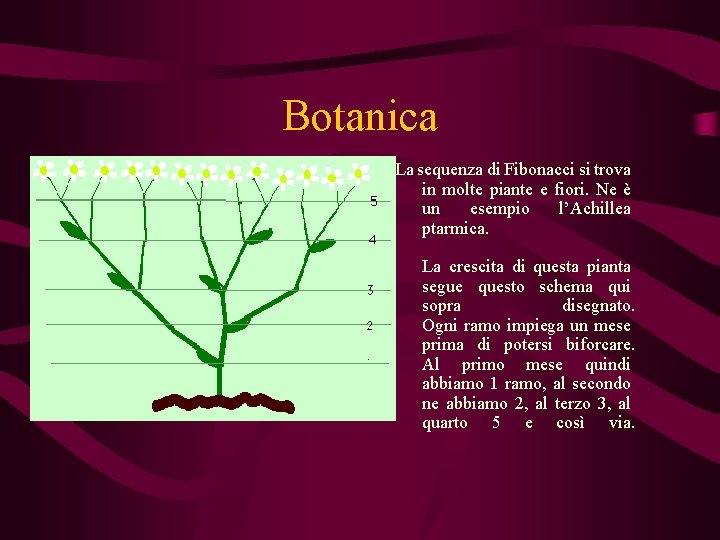 Botanica La sequenza di Fibonacci si trova in molte piante e fiori. Ne è