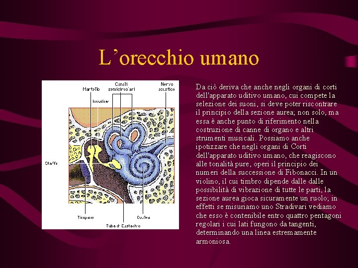 L’orecchio umano Da ciò deriva che anche negli organi di corti dell'apparato uditivo umano,