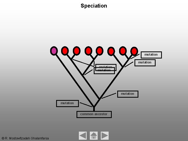 Speciation mutation mutation common ancestor © R. Mostowfizadeh Ghalamfarsa Speciation mutation mutation common ancestor © R. Mostowfizadeh Ghalamfarsa