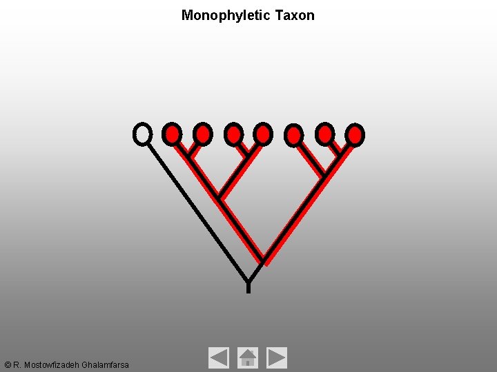 Monophyletic Taxon © R. Mostowfizadeh Ghalamfarsa Monophyletic Taxon © R. Mostowfizadeh Ghalamfarsa