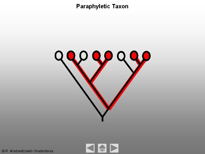 Paraphyletic Taxon © R. Mostowfizadeh Ghalamfarsa Paraphyletic Taxon © R. Mostowfizadeh Ghalamfarsa