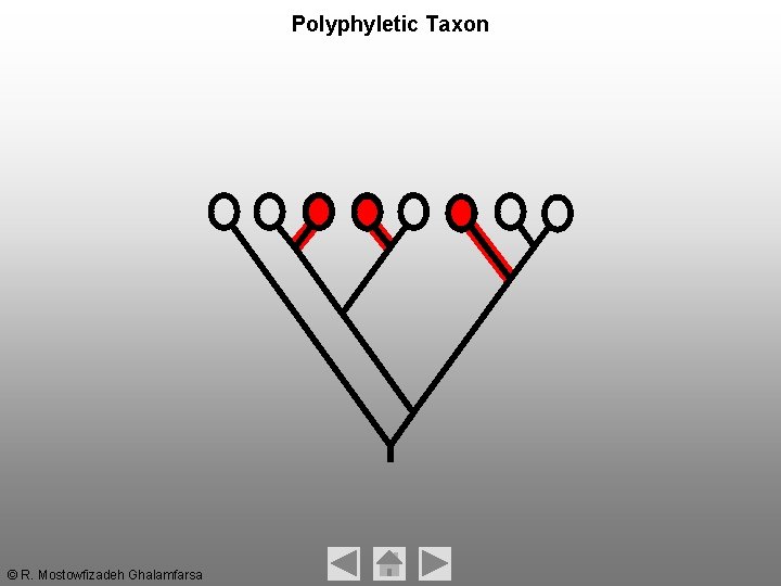 Polyphyletic Taxon © R. Mostowfizadeh Ghalamfarsa Polyphyletic Taxon © R. Mostowfizadeh Ghalamfarsa