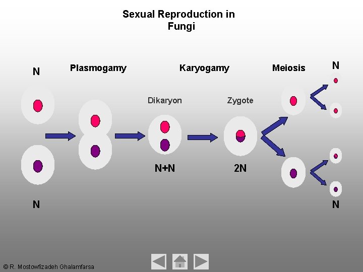 Sexual Reproduction in Fungi N Plasmogamy N © R. Mostowfizadeh Ghalamfarsa Karyogamy Meiosis Dikaryon Sexual Reproduction in Fungi N Plasmogamy N © R. Mostowfizadeh Ghalamfarsa Karyogamy Meiosis Dikaryon