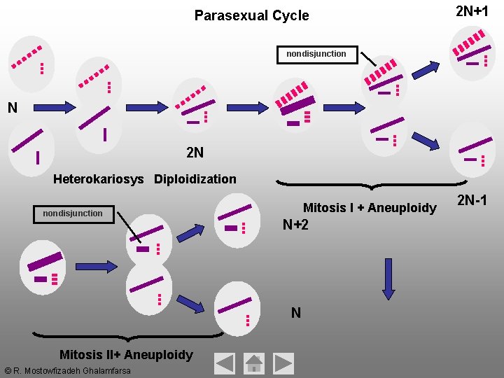Parasexual Cycle 2 N+1 nondisjunction N 2 N Heterokariosys Diploidization nondisjunction Mitosis I + Parasexual Cycle 2 N+1 nondisjunction N 2 N Heterokariosys Diploidization nondisjunction Mitosis I +