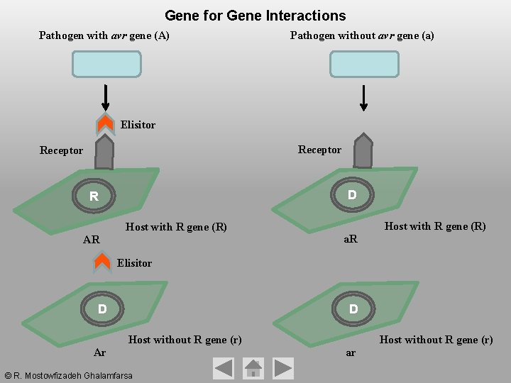 Gene for Gene Interactions Pathogen with avr gene (A) Pathogen without avr gene (a) Gene for Gene Interactions Pathogen with avr gene (A) Pathogen without avr gene (a)