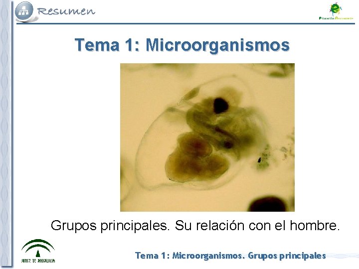 Tema 1: Microorganismos Grupos principales. Su relación con el hombre. Tema 1: Microorganismos. Grupos Tema 1: Microorganismos Grupos principales. Su relación con el hombre. Tema 1: Microorganismos. Grupos