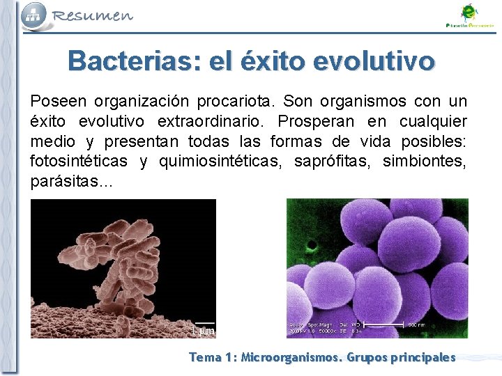 Bacterias: el éxito evolutivo Poseen organización procariota. Son organismos con un éxito evolutivo extraordinario. Bacterias: el éxito evolutivo Poseen organización procariota. Son organismos con un éxito evolutivo extraordinario.