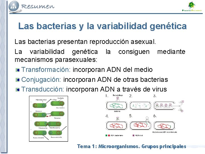 Las bacterias y la variabilidad genética Las bacterias presentan reproducción asexual. La variabilidad genética Las bacterias y la variabilidad genética Las bacterias presentan reproducción asexual. La variabilidad genética