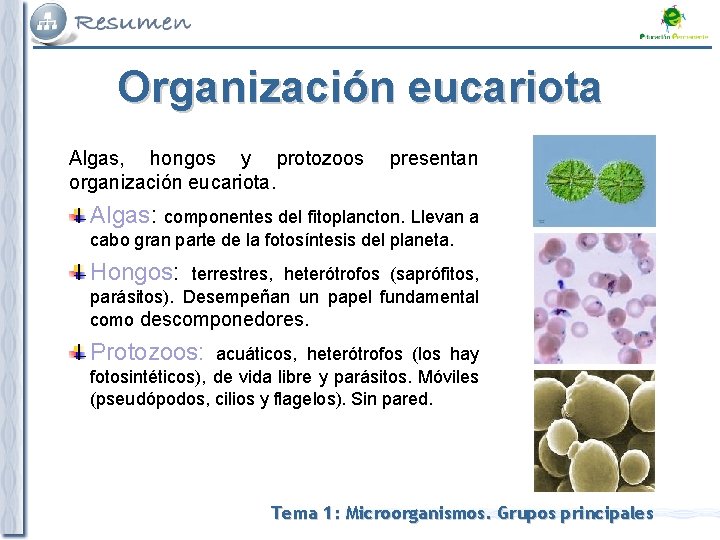 Organización eucariota Algas, hongos y protozoos organización eucariota. presentan Algas: componentes del fitoplancton. Llevan Organización eucariota Algas, hongos y protozoos organización eucariota. presentan Algas: componentes del fitoplancton. Llevan