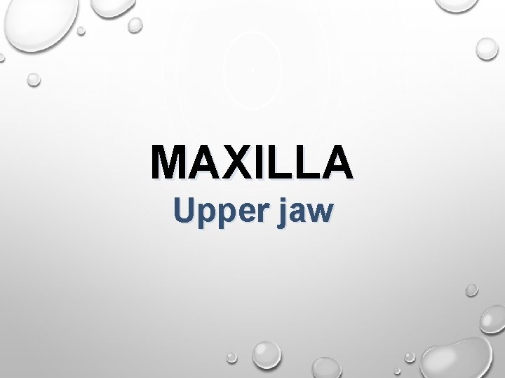 MAXILLA Upper jaw 