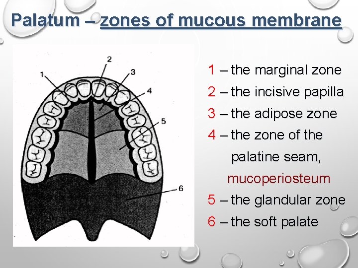 Palatum – zones of mucous membrane 1 – the marginal zone 2 – the
