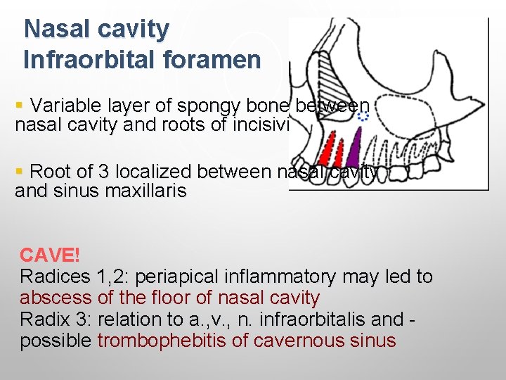 Nasal cavity Infraorbital foramen § Variable layer of spongy bone between nasal cavity and