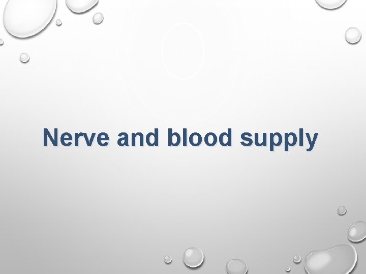 Nerve and blood supply 