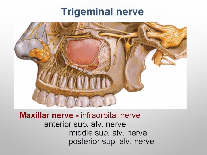 Trigeminal nerve Maxillar nerve - infraorbital nerve anterior sup. alv. nerve middle sup. alv.