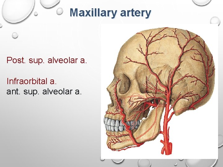 Maxillary artery Post. sup. alveolar a. Infraorbital a. ant. sup. alveolar a. 