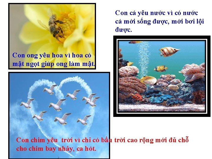 Con cá yêu nước vì có nước cá mới sống được, mới bơi lội