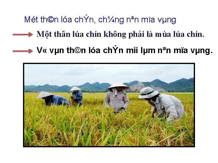 Mét th©n lóa chÝn, ch¼ng nªn mïa vµng Một thân lúa chín không phải