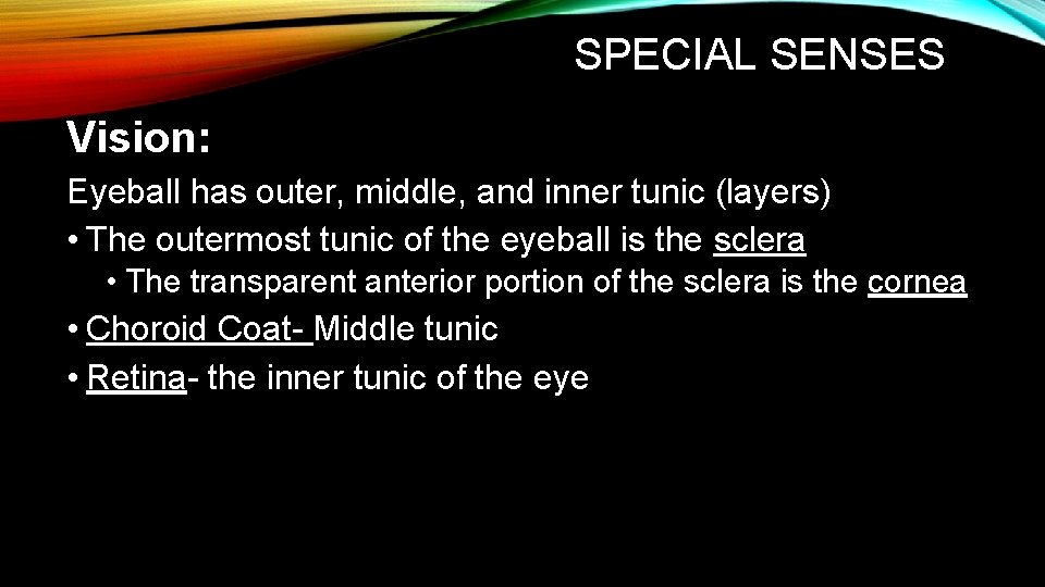 SPECIAL SENSES Vision: Eyeball has outer, middle, and inner tunic (layers) • The outermost SPECIAL SENSES Vision: Eyeball has outer, middle, and inner tunic (layers) • The outermost