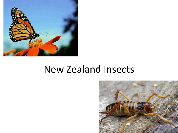 New Zealand Insects 