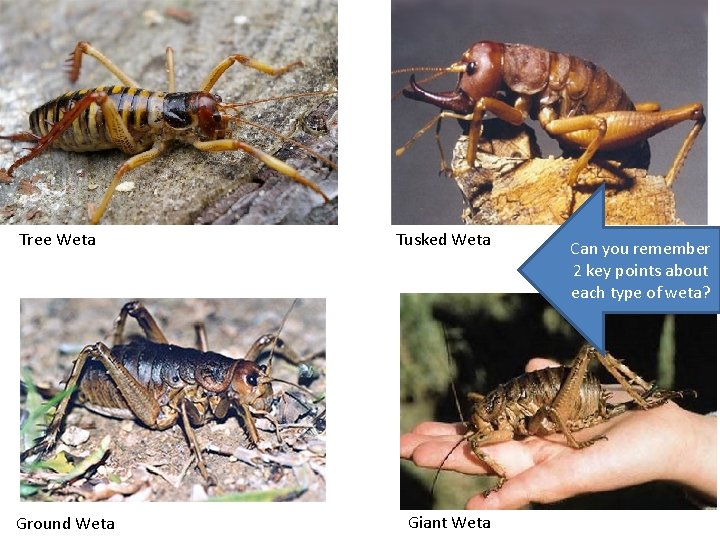 Tree Weta Ground Weta Tusked Weta Giant Weta Can you remember 2 key points