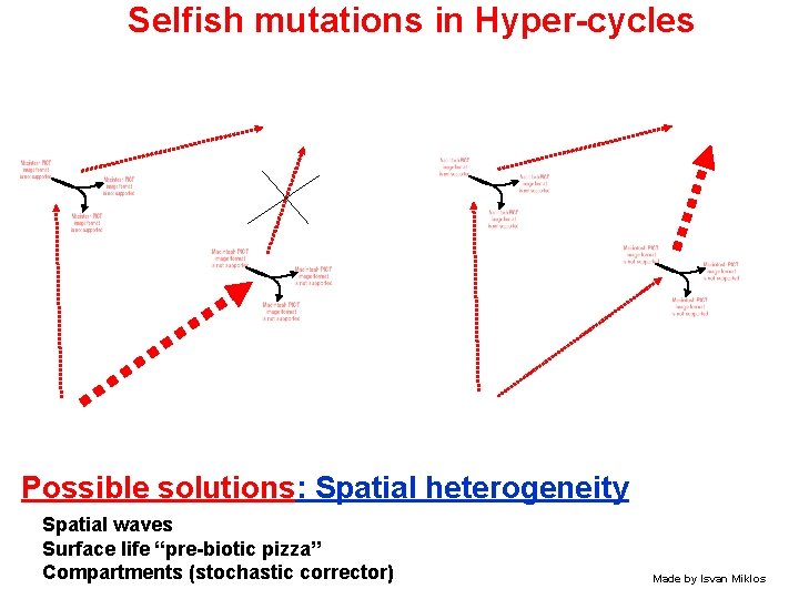 Selfish mutations in Hyper-cycles Possible solutions: Spatial heterogeneity Spatial waves Surface life “pre-biotic pizza”