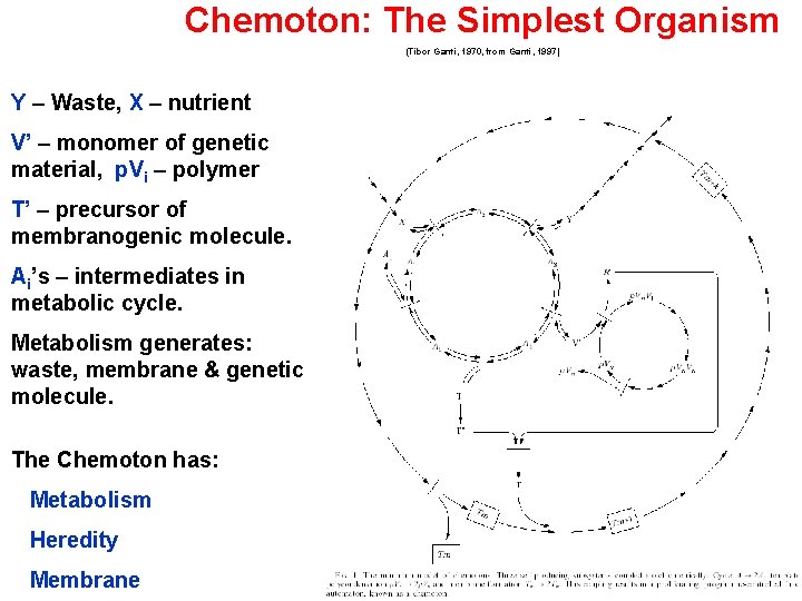 Chemoton: The Simplest Organism (Tibor Ganti, 1970, from Ganti, 1997) Y – Waste, X