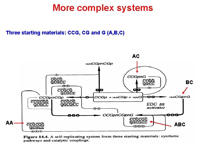 More complex systems Three starting materials: CCG, CG and G (A, B, C) AC