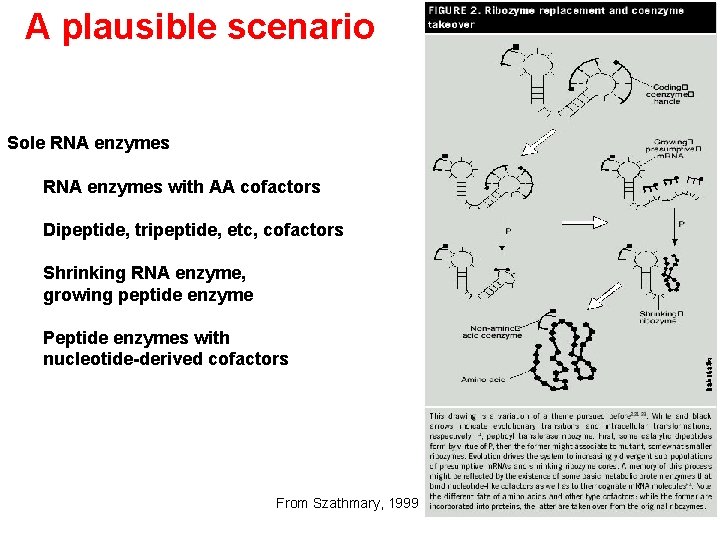 A plausible scenario Sole RNA enzymes with AA cofactors Dipeptide, tripeptide, etc, cofactors Shrinking