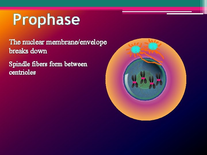 Prophase The nuclear membrane/envelope breaks down Spindle fibers form between centrioles 