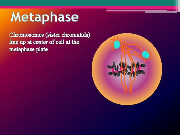 Metaphase Chromosomes (sister chromatids) line up at center of cell at the metaphase plate