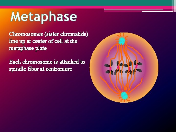 Metaphase Chromosomes (sister chromatids) line up at center of cell at the metaphase plate
