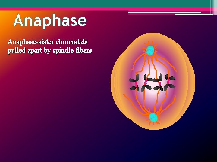Anaphase-sister chromatids pulled apart by spindle fibers 