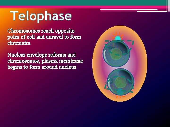 Telophase Chromosomes reach opposite poles of cell and unravel to form chromatin Nuclear envelope