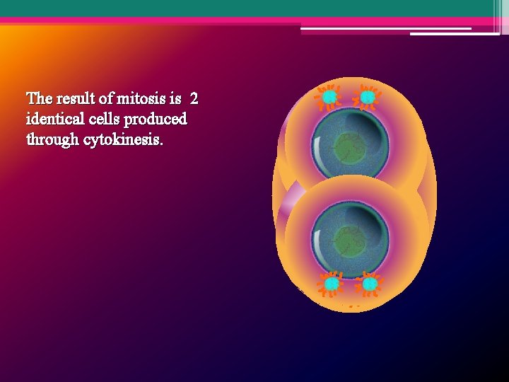 The result of mitosis is 2 identical cells produced through cytokinesis. 