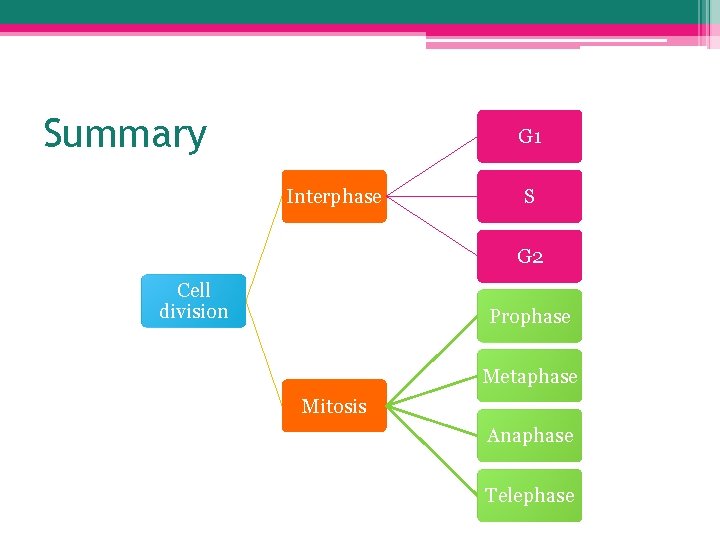 Summary G 1 Interphase S G 2 Cell division Prophase Metaphase Mitosis Anaphase Telephase