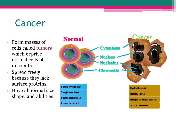 Cancer • Form masses of cells called tumors which deprive normal cells of nutrients