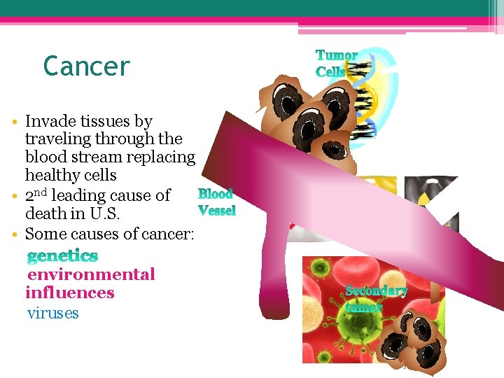 Cancer • Invade tissues by traveling through the blood stream replacing healthy cells •