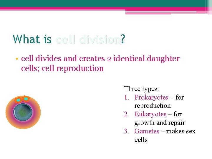 What is cell division? division • cell divides and creates 2 identical daughter cells;