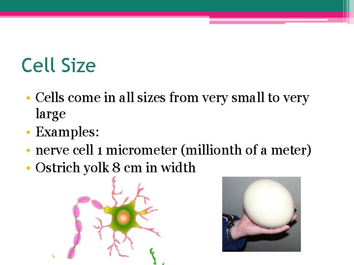 Cell Size • Cells come in all sizes from very small to very large