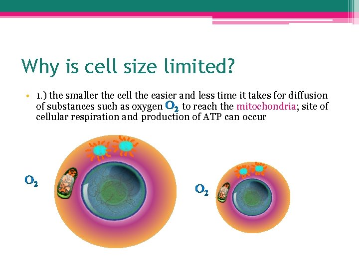 Why is cell size limited? • 1. ) the smaller the cell the easier