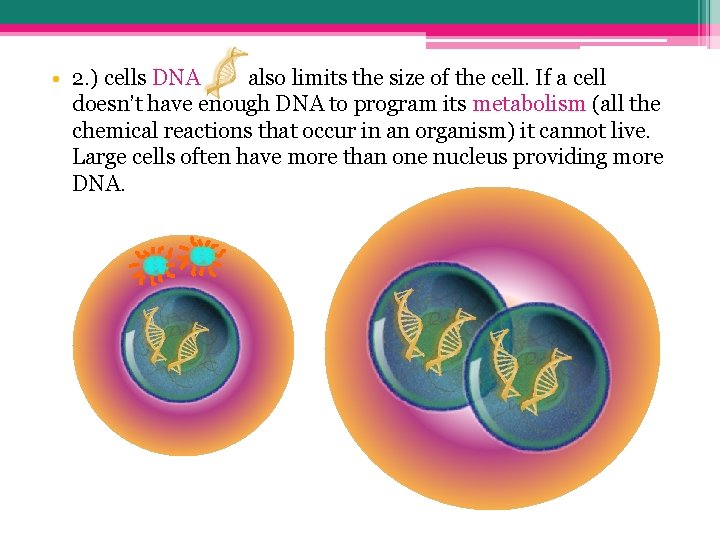  • 2. ) cells DNA also limits the size of the cell. If