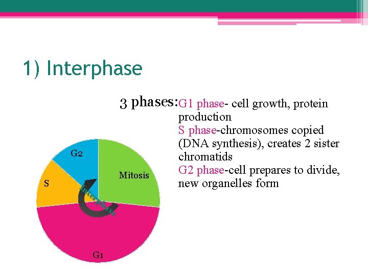 1) Interphase 3 phases: G 1 phase- cell growth, protein G 2 S Mitosis