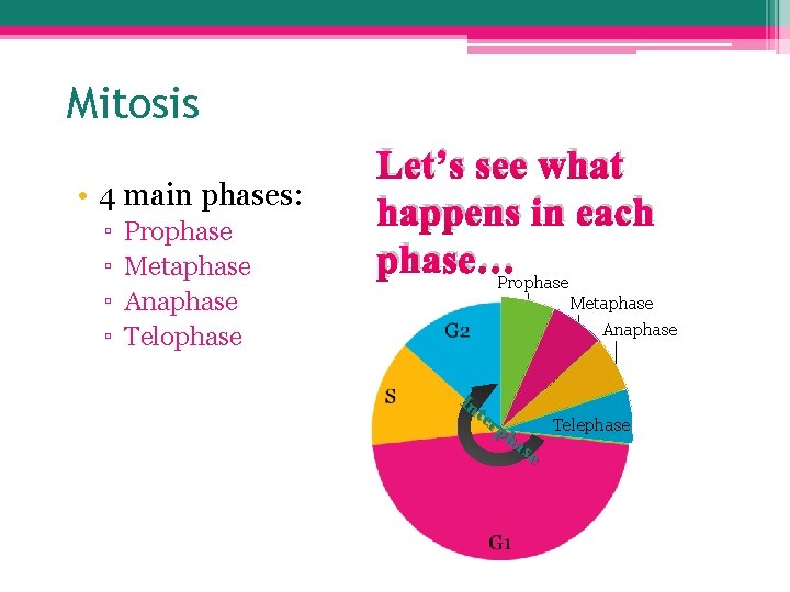 Mitosis • 4 main phases: ▫ ▫ Prophase Metaphase Anaphase Telophase Let’s see what