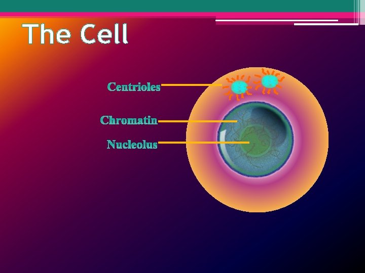 The Cell Centrioles Chromatin Nucleolus 